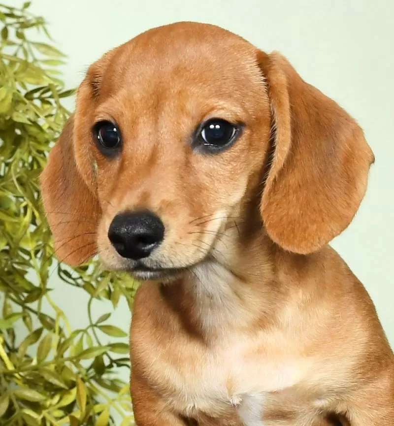 Diego