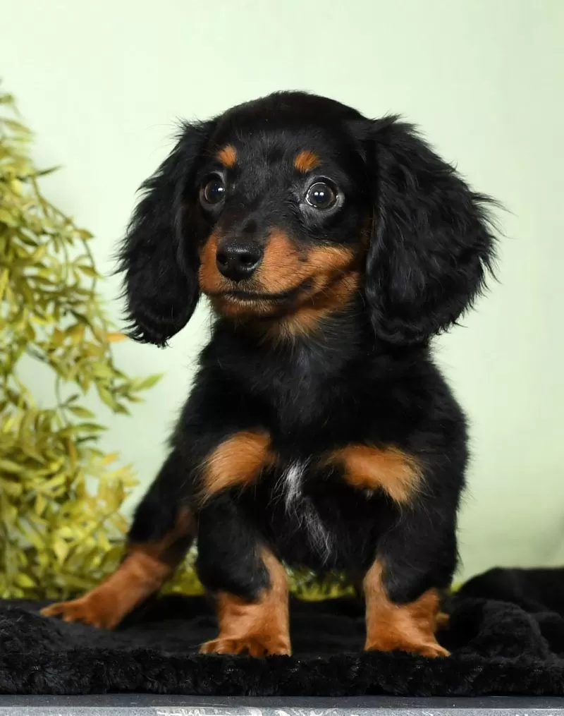 Diva