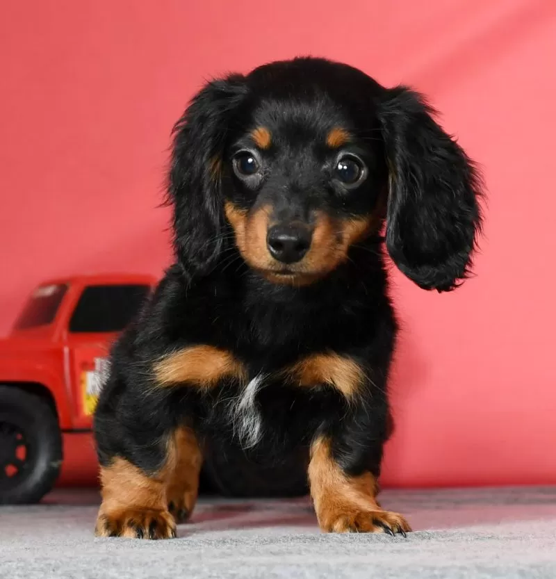 Diva