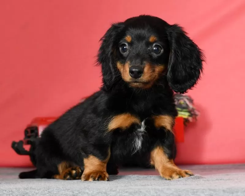 Diva