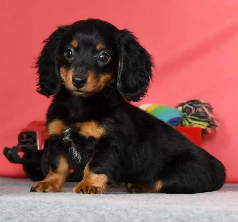Diva