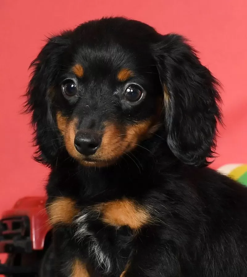 Diva