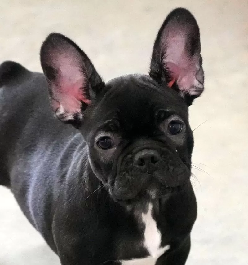 Gabby