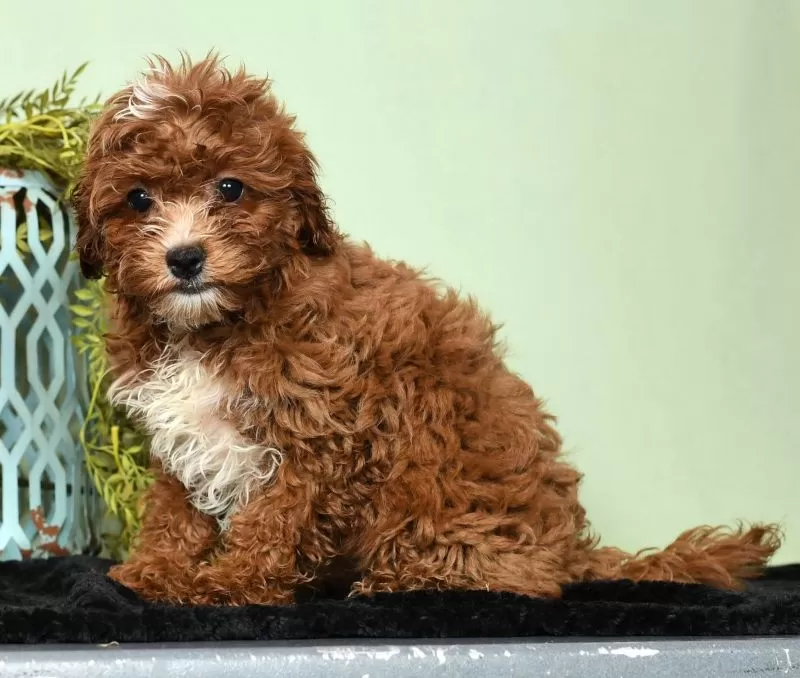 GInger