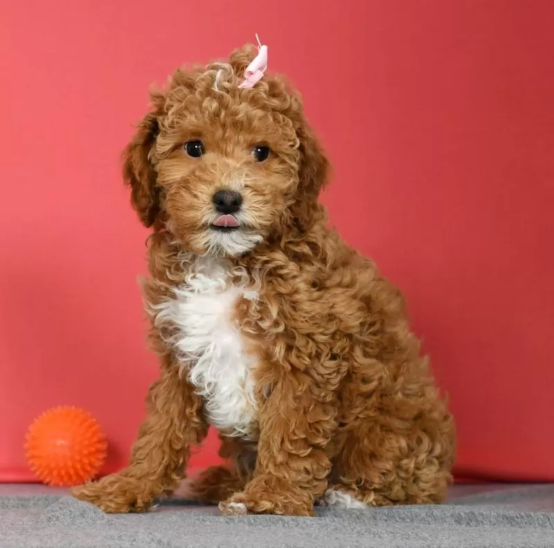 Puppy Name: Ava