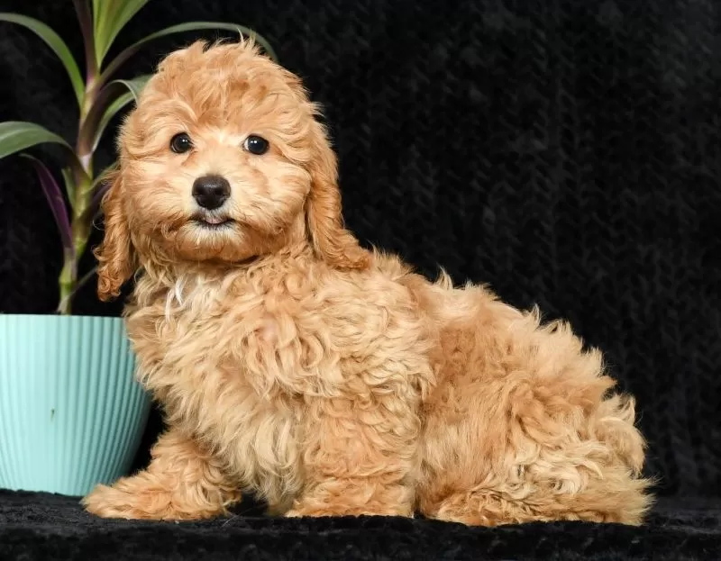 Puppy Name: Hans