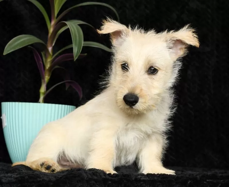 Puppy Name: Hero