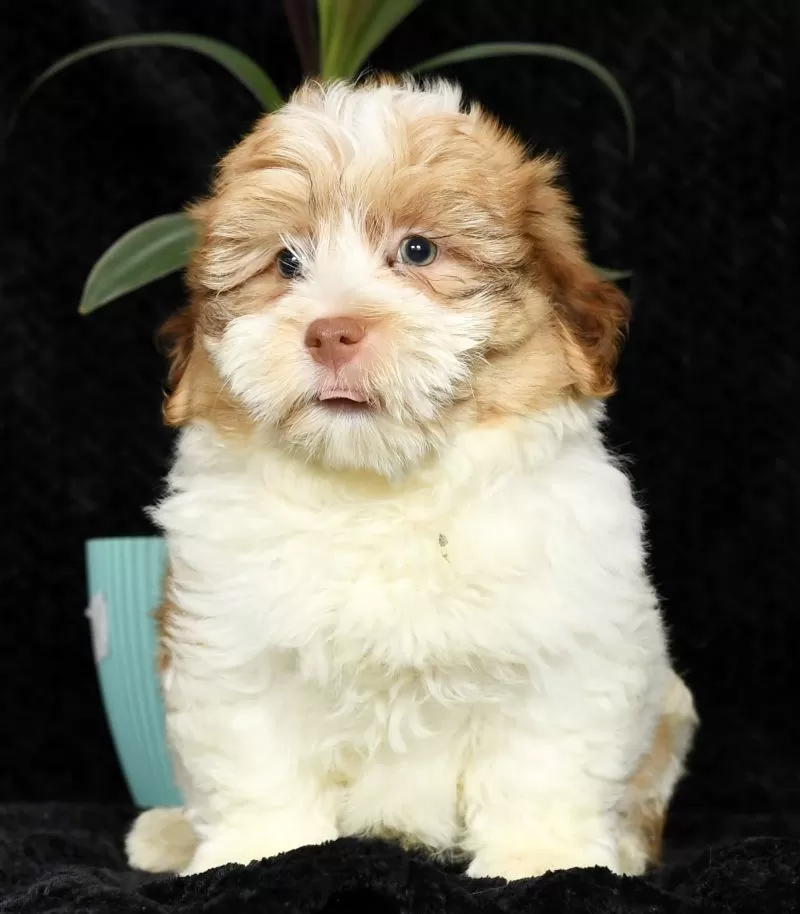 Harvey