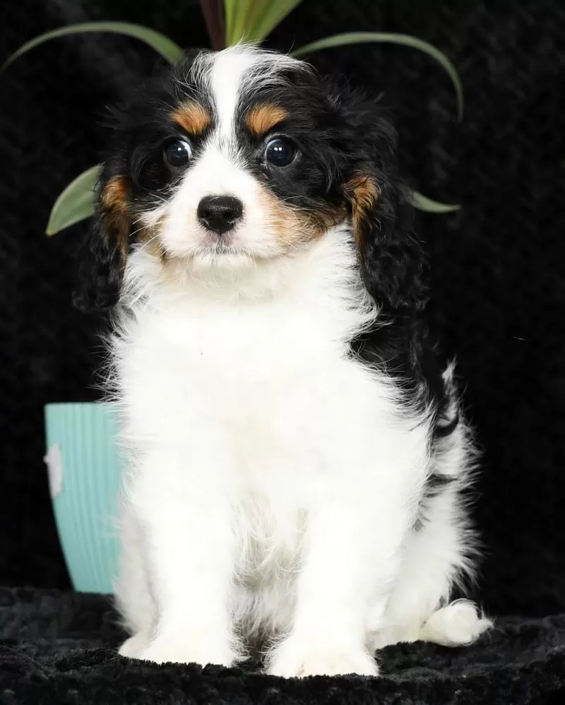 Puppy Name: Holly