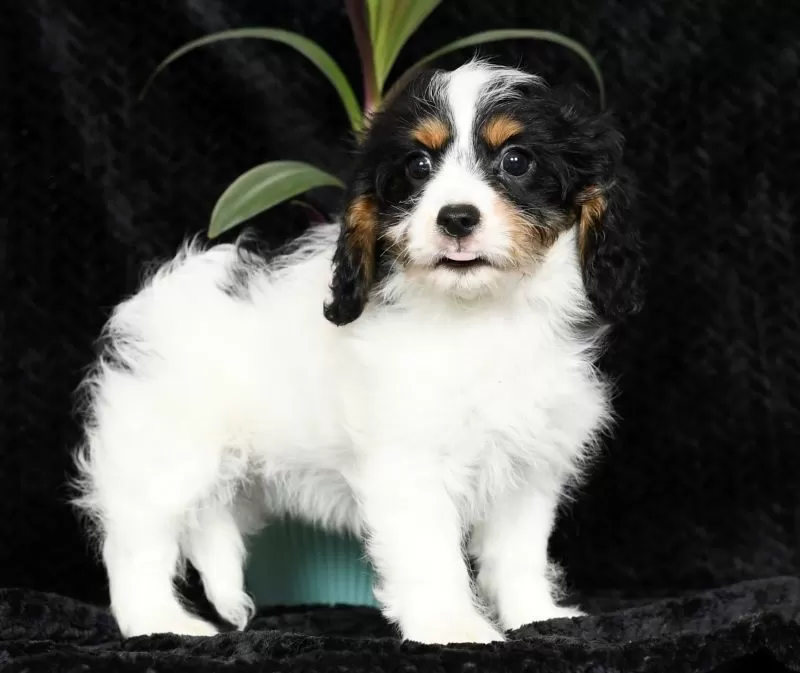 Holly