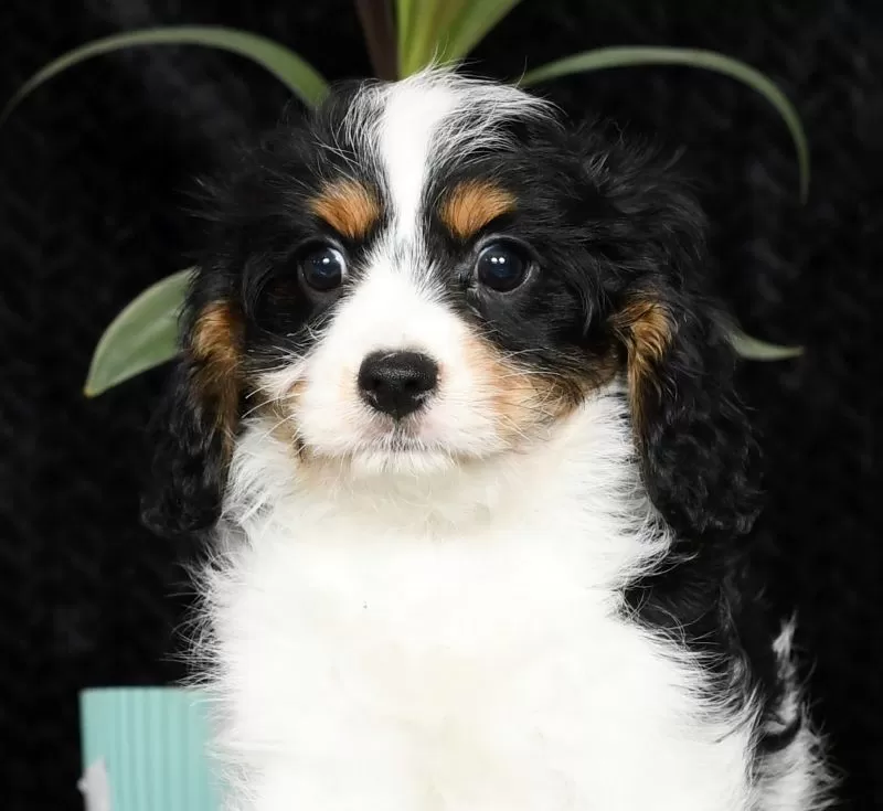 Holly
