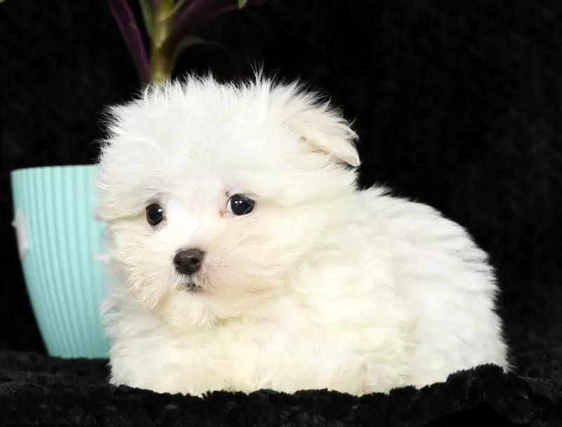 Puppy Name: Honey