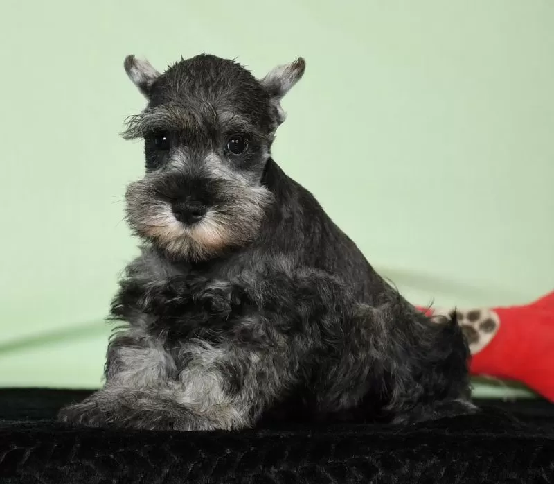 Puppy Name: Ike