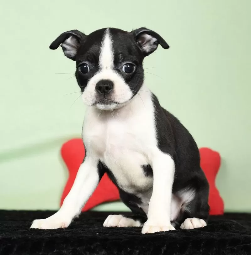 Puppy Name: Ivy