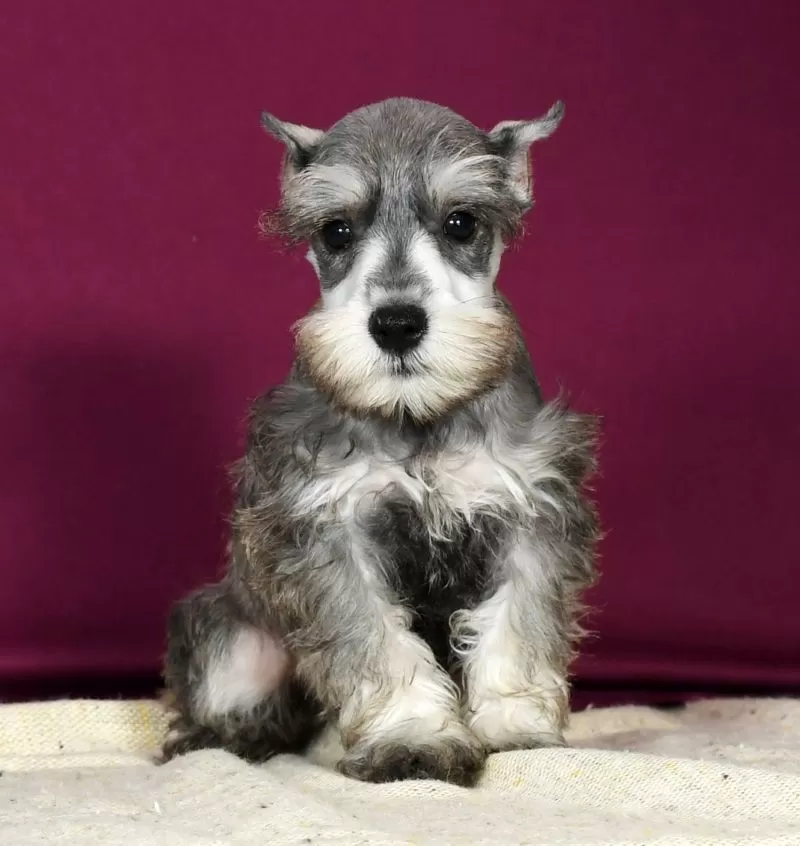 Kona