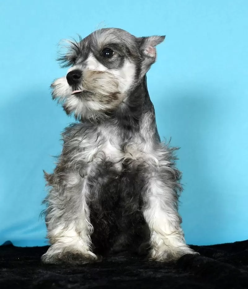 Kona