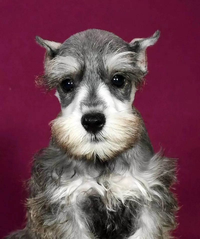 Kona