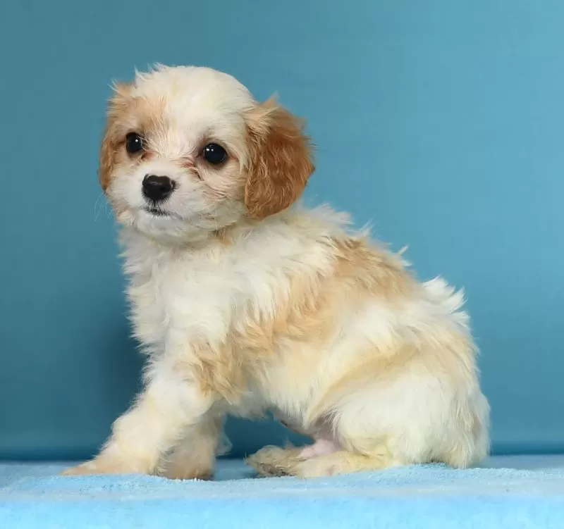 Marshmallow