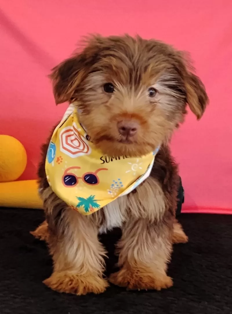 Oliver