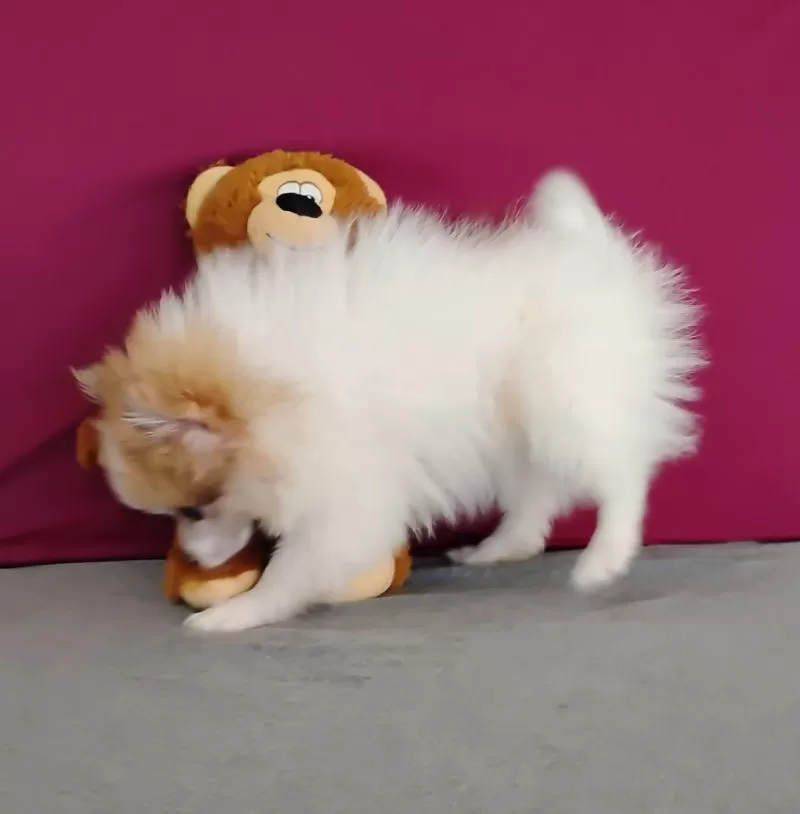 Nanuk