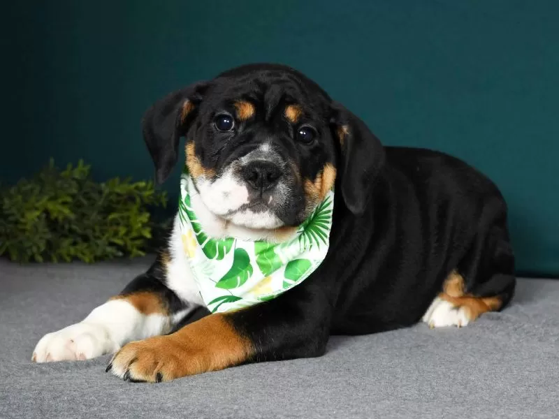 Puppy Name: Petey