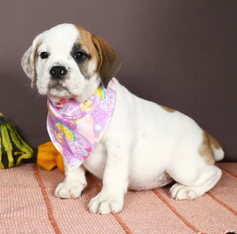 Puppy Name: Penelope