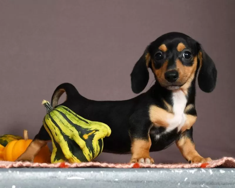 Puppy Name: Polly