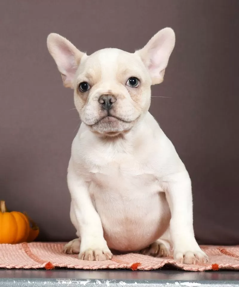 Puppy Name: Panda