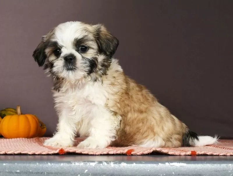 Puppy Name: Pepper