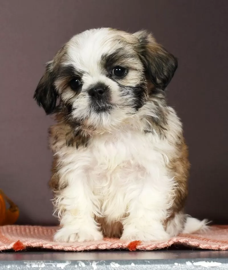 Pepper