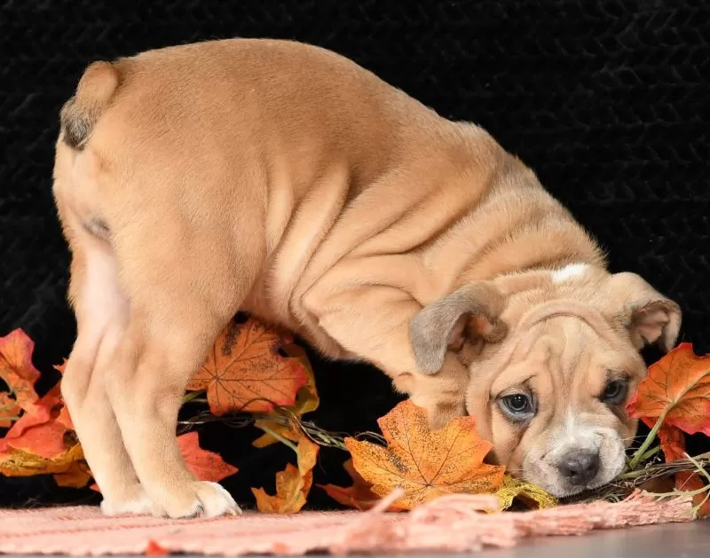 Puppy Name: Paris
