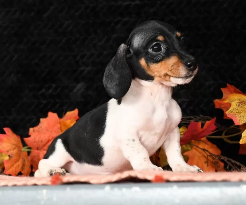 Puppy Name: Rocky