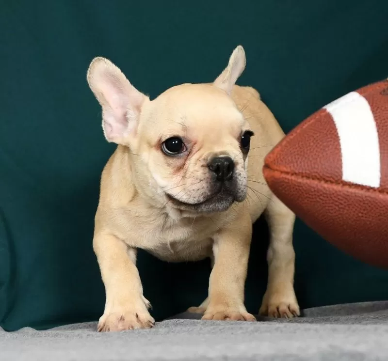 Puppy Name: Russel