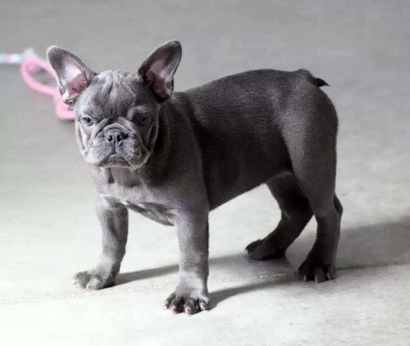 Puppy Name: Rose