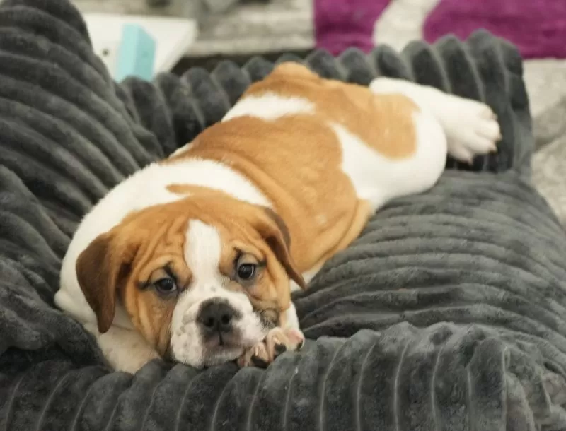 Puppy Name: Rosemary