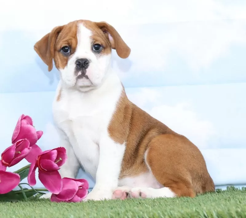 Puppy Name: Cheyenne