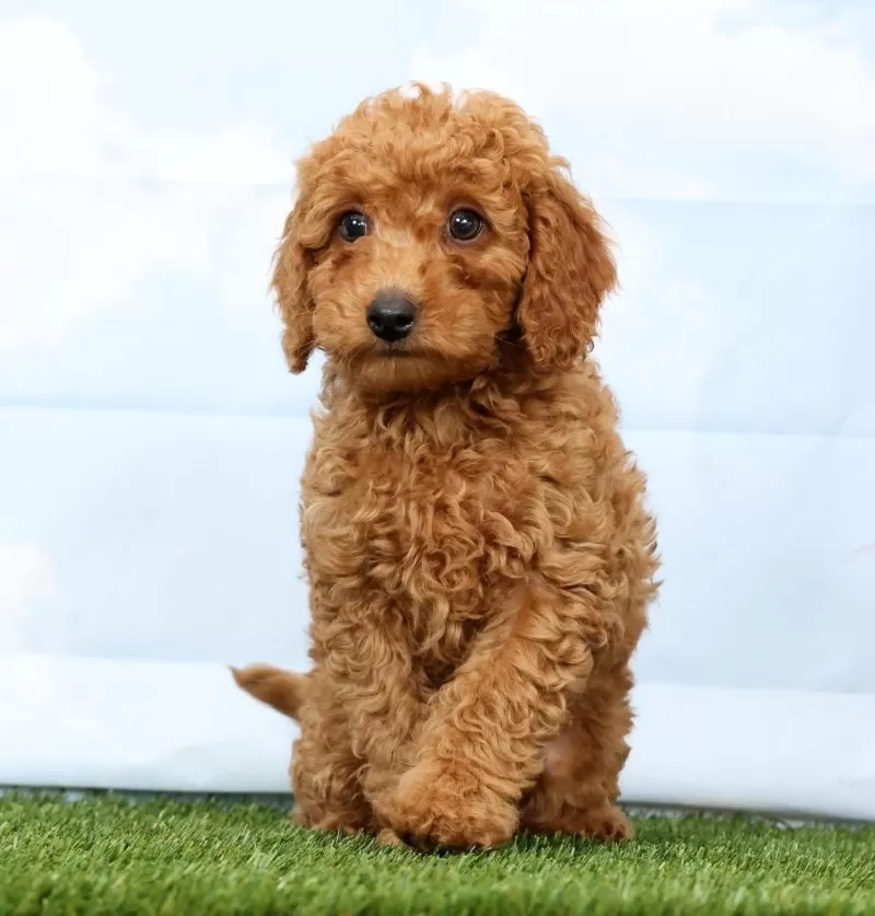 Frankie