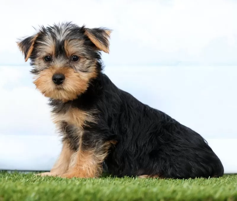 Fozzie