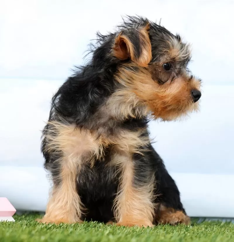 Fozzie