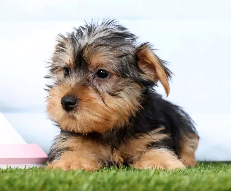 Fozzie