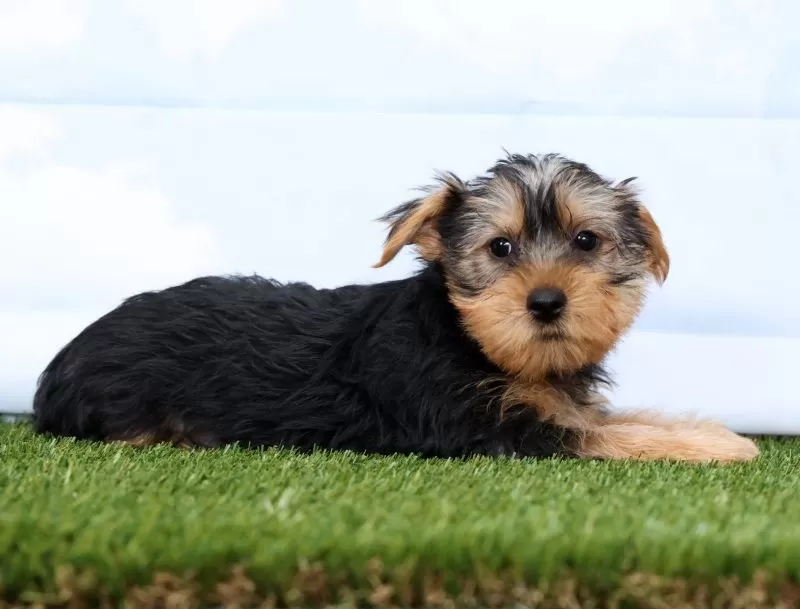 Fozzie