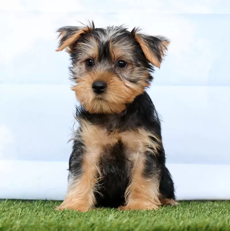 Fozzie