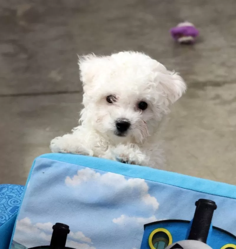 Finn