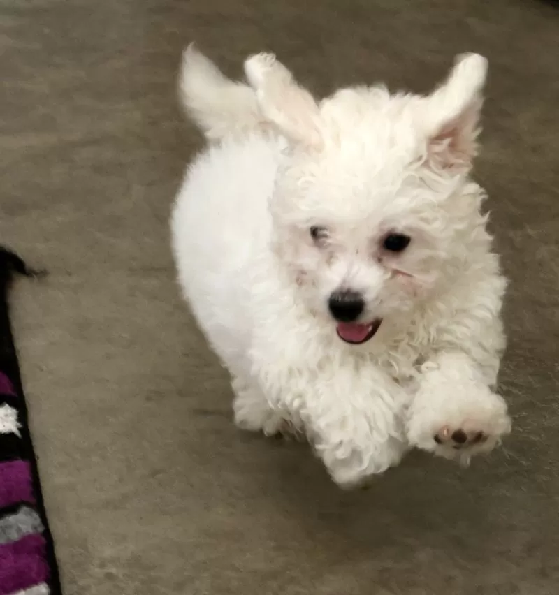 Finn