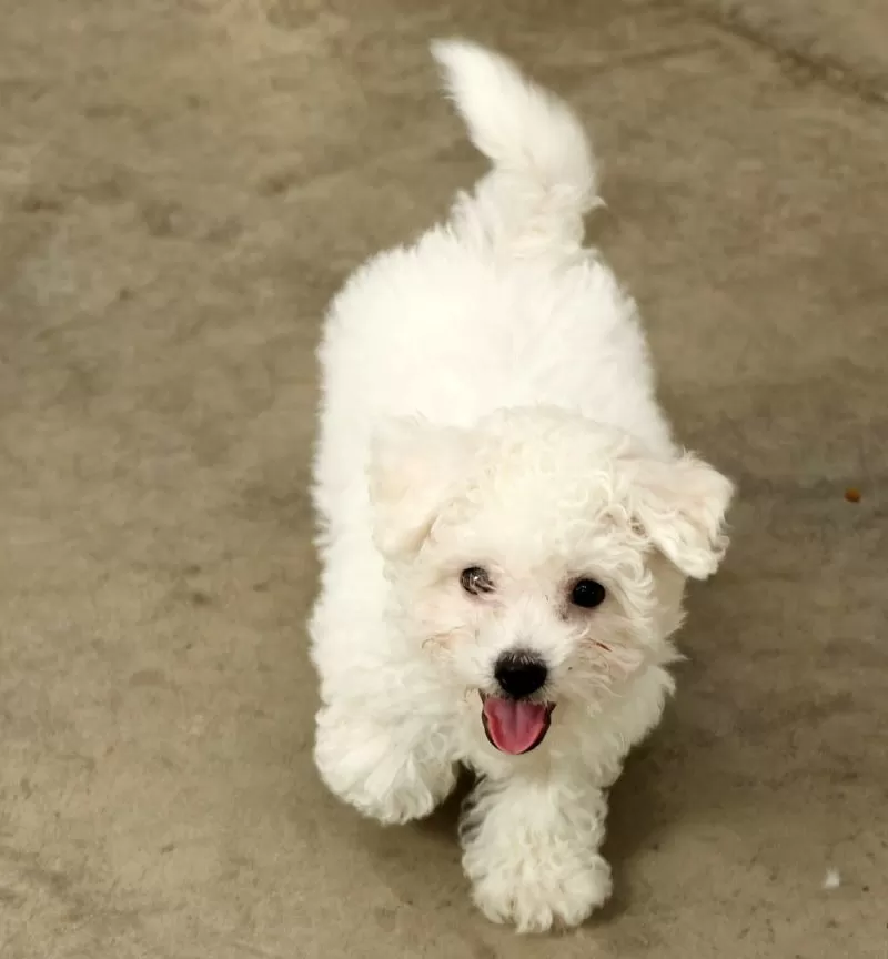 Finn