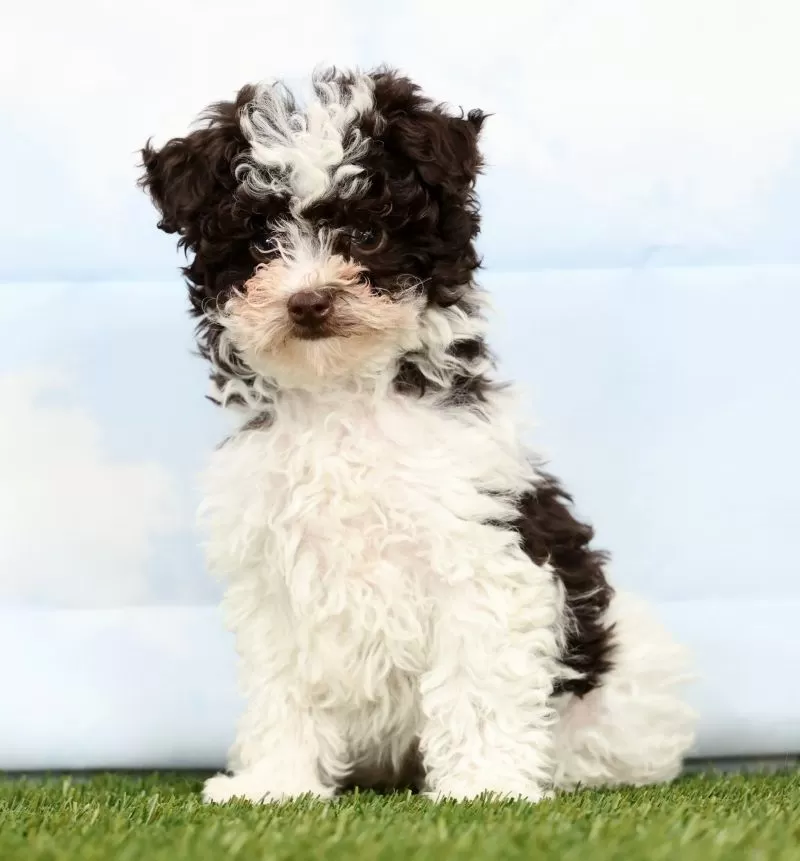 Puppy Name: Nicole