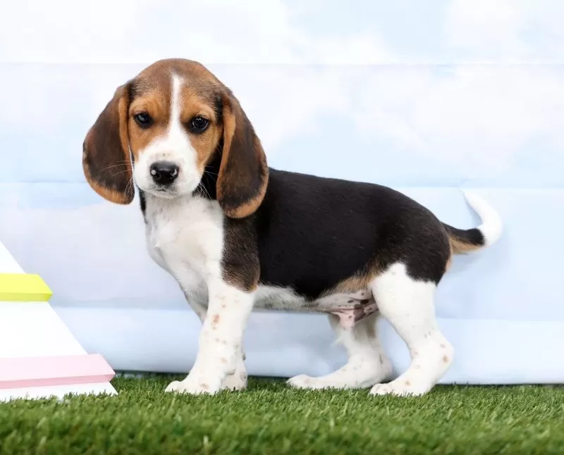 Puppy Name: Georgie