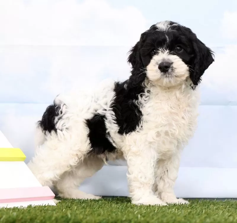 Puppy Name: Gabe