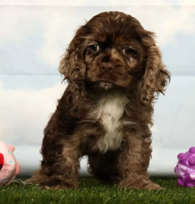 Puppy Name: Hailey