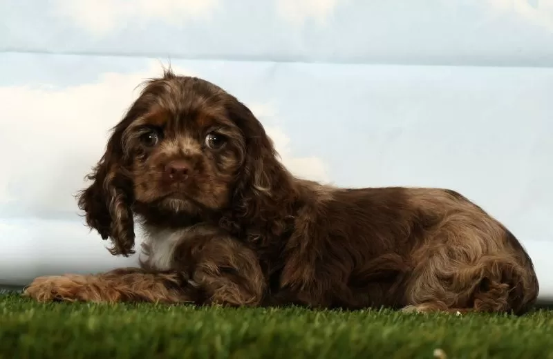 Harper